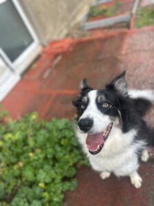 Pet Image